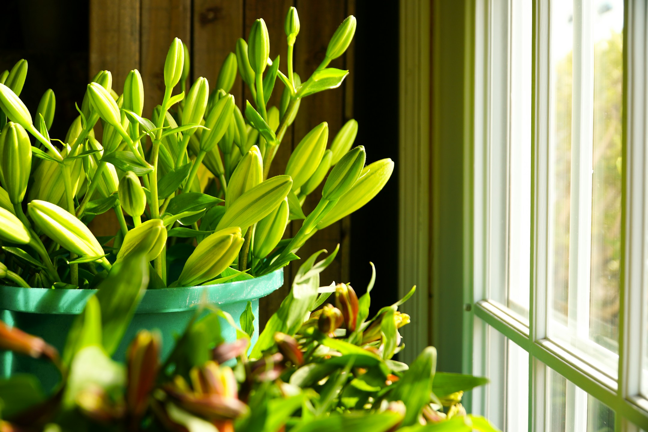 A close-up plant in soft natural light, the visual of a calm OS that gets out of the way.